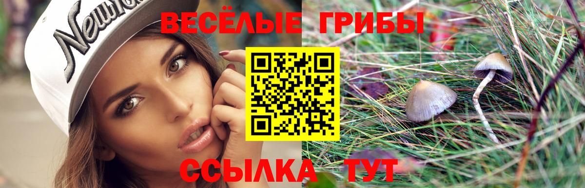 Псилоцибиновые грибы Psilocybe  Псилоцибиновые грибы прущие грибы  Уварово  Вход с VPN 